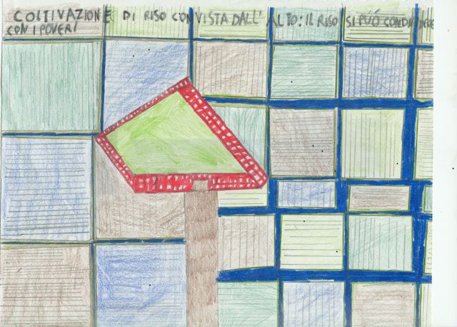 Coltivazioni di riso Coltivazioni di riso