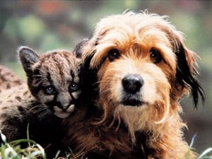 Benjamin, eroe cinematografico Benjamin, eroe cinematografico