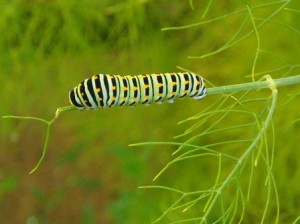 Il bruco macaone Il bruco macaone