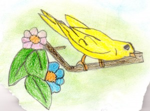 Il canarino Il canarino