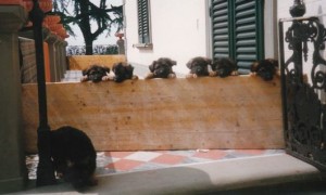 Cani cuccioli Cani cuccioli
