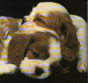 Cani cuccioli Cani cuccioli