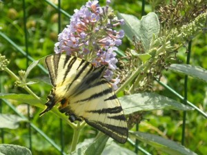 Il podalirio Il podalirio