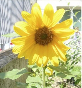 Girasole Girasole