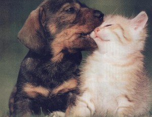 Cuccioli di micio e cane Cuccioli di micio e cane