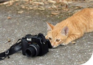 Micio con macchina fotografica Micio con macchina fotografica