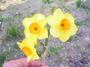 Narcisi Narcisi