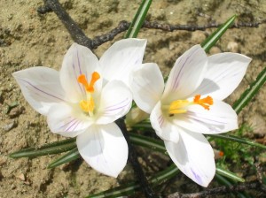 Crocus bianco Crocus bianco