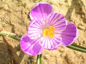 Crocus rosa Crocus rosa