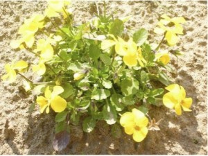 Violette gialle Violette gialle