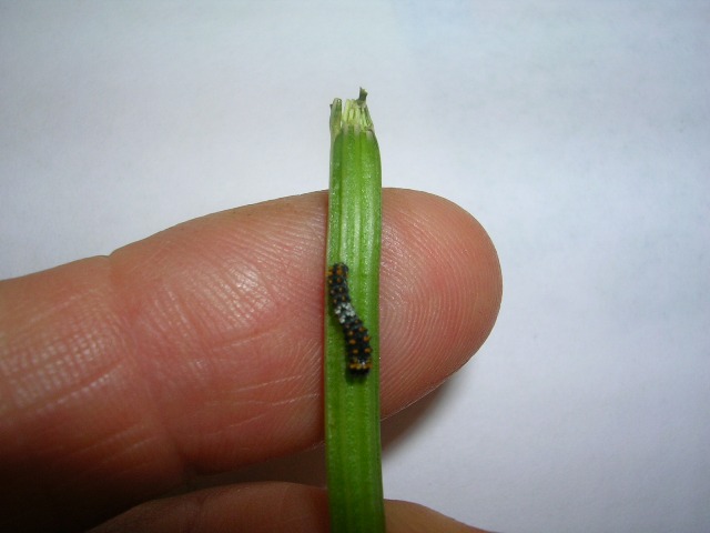 Un piccolo bruco peloso Un piccolo bruco peloso