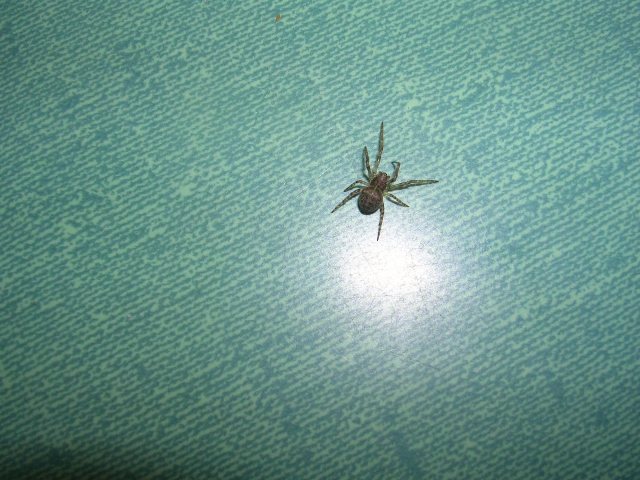 Un ragnetto Un ragnetto