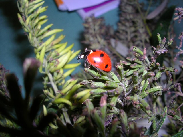 La coccinella La coccinella