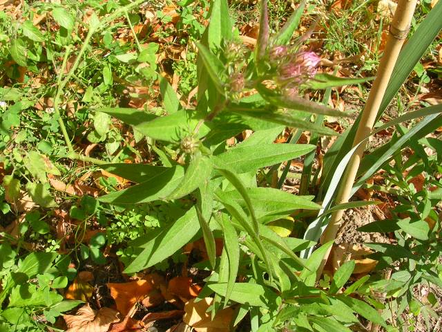 Il settembrino Il settembrino