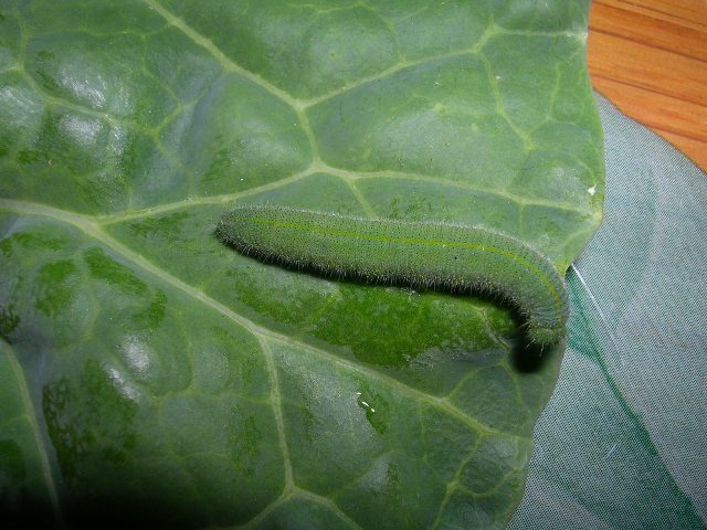 Bruco di cavolaia Bruco di cavolaia
