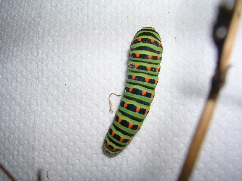 Bruco di macaone Bruco di macaone