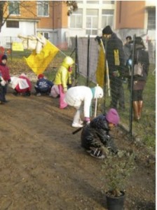 La fase del trapianto La fase del trapianto