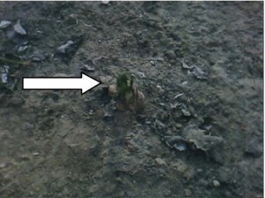 I germogli I germogli