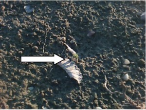 I germogli I germogli