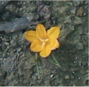 Crocus Crocus