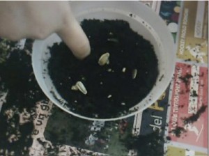 Gli alunni seminano Gli alunni seminano