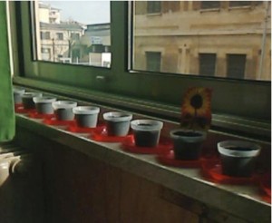 I vasetti con i semi I vasetti con i semi