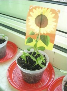 Il girasole Il girasole