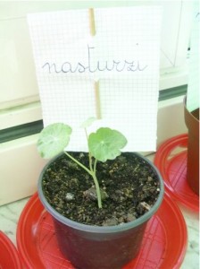 Il nasturzio Il nasturzio