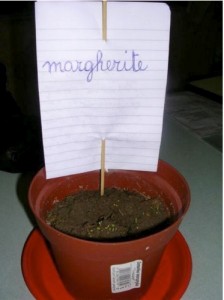 La margherita La margherita