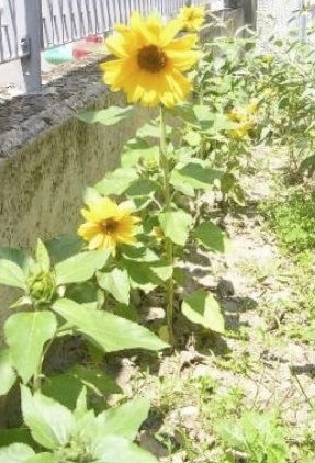 Girasoli Girasoli