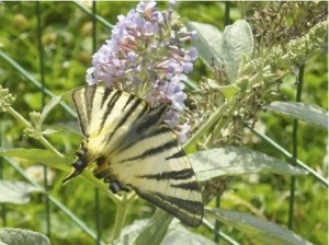 Il podalirio Il podalirio