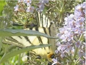 Il podalirio Il podalirio