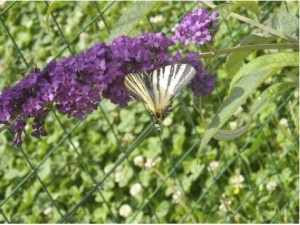 Il podalirio Il podalirio