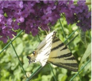 Il podalirio Il podalirio