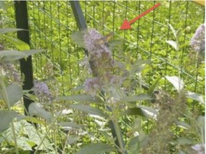 La farfalla colibrì La farfalla colibrì