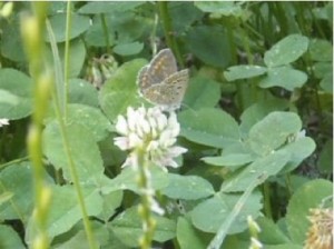 Farfalla icaro Farfalla icaro