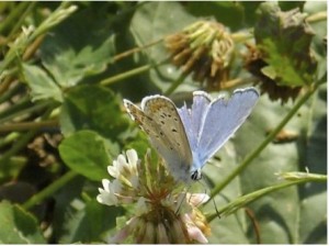 Farfalla icaro Farfalla icaro