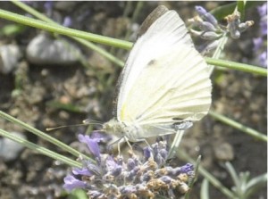 Farfalla cavolaia Farfalla cavolaia