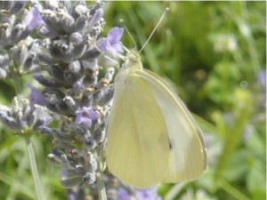 Farfalla cavolaia Farfalla cavolaia