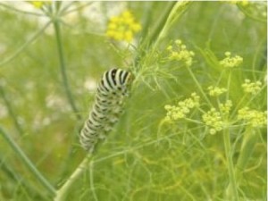 Bruco di macaone Bruco di macaone