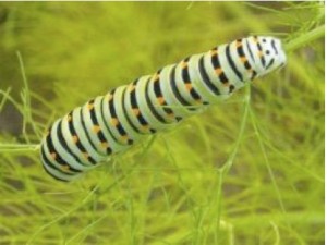 Bruco di macaone Bruco di macaone