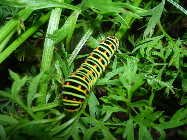 Il bruco mangia il finocchio Il bruco mangia il finocchio