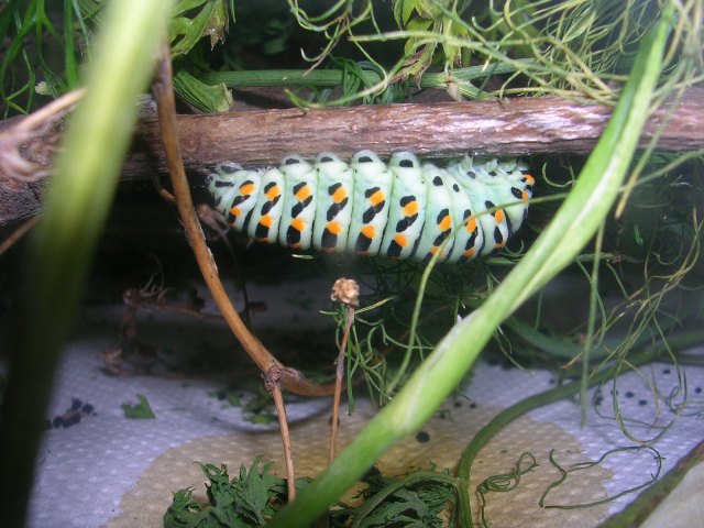 Il macaone si appende ad un rametto Il macaone si appende ad un rametto