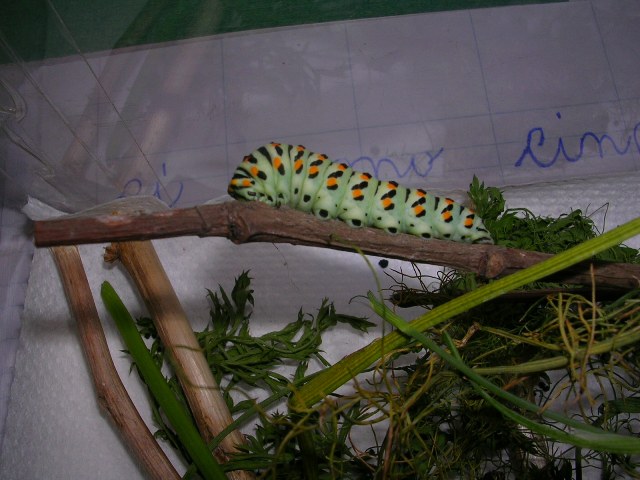 Il macaone su un rametto Il macaone su un rametto