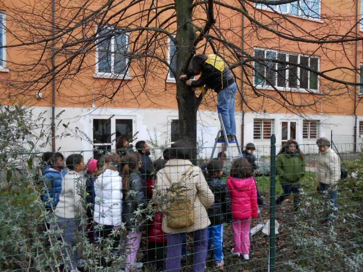 Posizionamento della casetta sul tiglio Posizionamento della casetta sul tiglio
