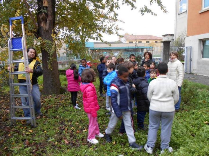 Posizionamento della casetta sull'olmo Posizionamento della casetta sull'olmo