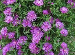 Delosperma cooperi Delosperma cooperi