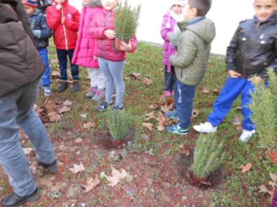 I vasi a dimora nei buchi precedentemente scavati.