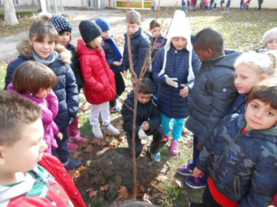 Gli alunni intorno al cachi.