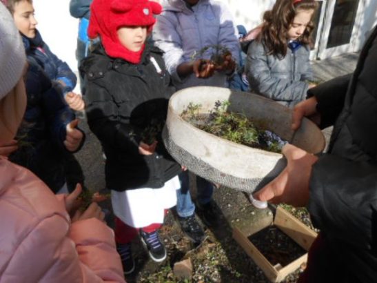 Le piantine contenute in un setaccio.